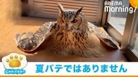 日差しのあたる窓辺にぺたーん！ “スライム化”するフクロウ