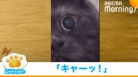 【映像】背筋がヒンヤリする黒猫の大きな瞳（至近距離の姿も）