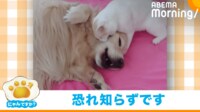 【映像】猫VS犬のプロレスごっこ(優しい犬に注目)