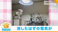 【映像】電気をつけた猫 犯行の決定的瞬間