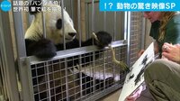 話題の動画ニュース - 話題の「パンダ画伯」 世界初 筆で絵を描く! (24日配信) | 動画視聴は【Abemaビデオ(AbemaTV)】