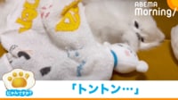 【映像】ぬいぐるみトントン→寝てしまう犬