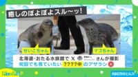 【映像】水族館で2頭のアザラシが涼しげにすべり台を登り降り