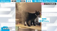 【映像】加湿器の使い方を間違った猫