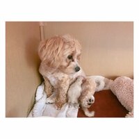 辻希美『おはよう』