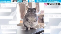 耳を下げ受け入れるキュートな仕草「きゅーんってなった」 チンチラのリボンを乗せた姿に「たまらん」癒やされる人続出