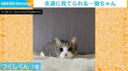 じわじわとカメラに迫る猫 キュートな接近ショットに「狙われる方も目を離せない」見惚れる人続出