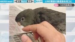 着信音が鳴ったと思ったらインコ… 忠実なモノマネに騙される人続出 「電子音まで口真似できるんですね」