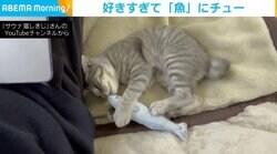 魚のおもちゃに思わず“キス” 愛が強すぎる子猫の動きに「見てて飽きない」の声