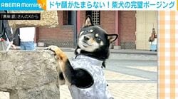 ドヤ顔たまらん…柴犬の“完璧ポージング”に絶賛の嵐！「プロのモデル？」「素敵！可愛くて仕方ない」