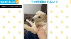 撫でても無反応の犬 怒ってると思いきや数秒後のリアクションにネット民悶絶「めっちゃ可愛すぎでニヤけた」