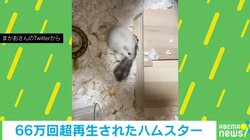 外に出たい子ハムスター VS 家に戻す母の“譲れない戦い”に「運動会のBGMつけてみたいｗ」反響続々