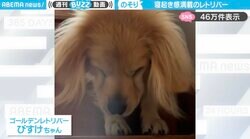 散歩前の“寝起き感満載”のゴールデンレトリバーの姿に「想像の100倍寝起きだった」「マジで眠い時の俺でびっくりした」と反響