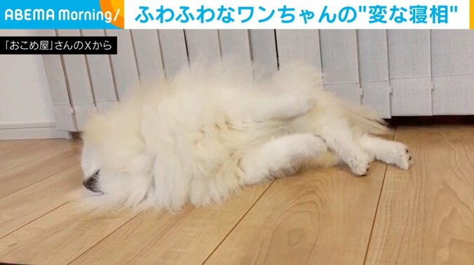 後ろ足をクロスして寝るこめたくん