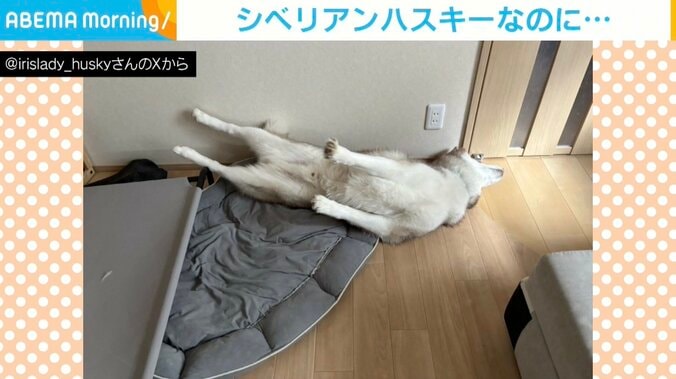 シベリアンハスキーのナイトくん