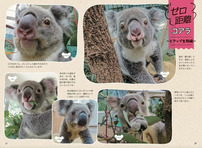 「コアラ丼が可愛すぎる」など話題 通算飼育110頭のレジェンド園を取材した『すごいコアラ！』が重版決定 5枚目