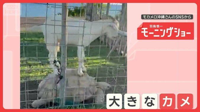 珍道中　出発進行！仲良しコンビ　なぜヤギさんはカメさんの上に乗っている？ 1枚目