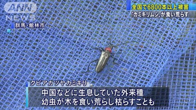 【情報まとめ】“我が国の文化や農業に大きな影響をもたらす懸念”　樹木食い荒らす特定外来生物「クビアカツヤカミキリ」対策本部を設置 　20都府県に被害拡大　防除戦略など策定へ 11枚目