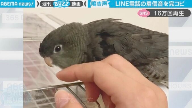 着信音が鳴ったと思ったらインコ… 忠実なモノマネに騙される人続出 「電子音まで口真似できるんですね」 1枚目