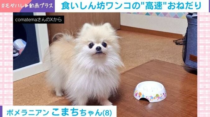 こまちちゃん