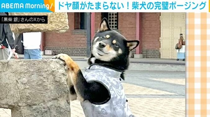 柴犬の銀くん