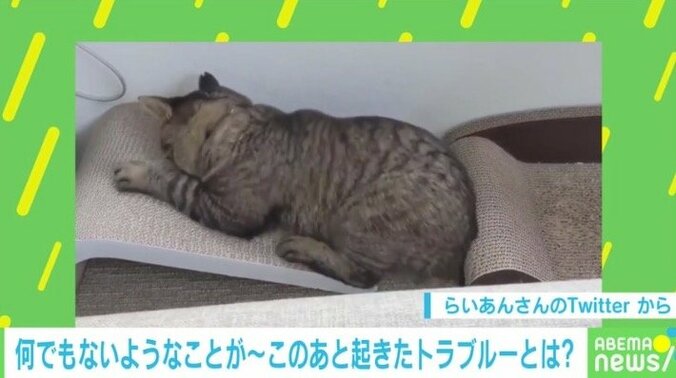 今年もありがとニャ！ 2021年に話題を集めた猫のおもしろ投稿5選 3枚目