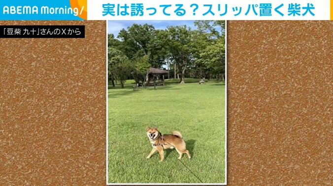 柴犬のきゅうとくん（4歳）
