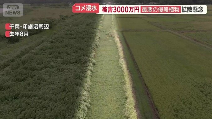 去年8月は数百メートルにわたって繁殖