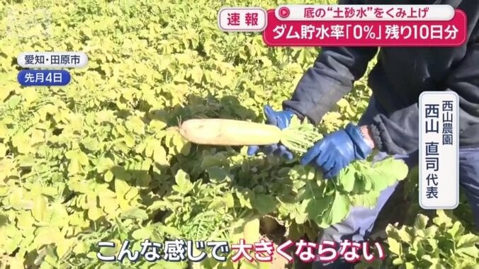 乾燥が激しく大きくならない大根