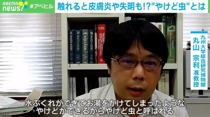 夏に活発な「やけど虫」、体液に触れると皮膚炎や失明のリスクも 身を守る方法とは 2枚目