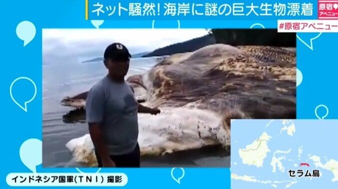 ネット騒然、インドネシア・セラム島海岸に謎の巨大生物漂着 1枚目