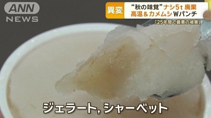 秋の味覚ナシ5トン廃棄　高温＆カメムシのWパンチ…25年で最悪の被害「もう夏の味覚」 9枚目