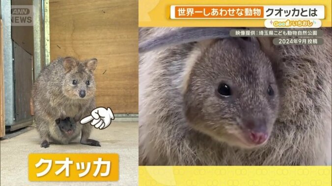 クオッカ