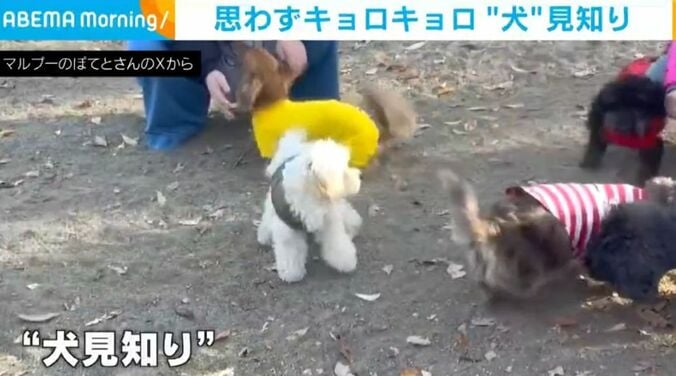「ぽてと」くん