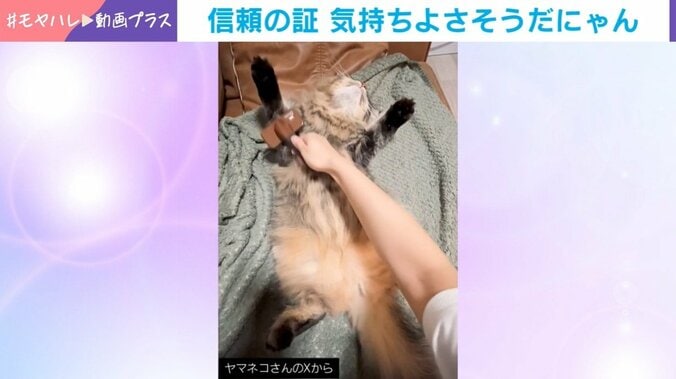 猫が仰向けでばんざ～い！