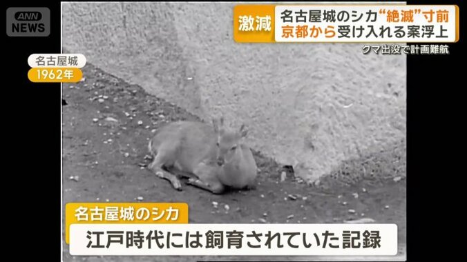 戦時中に一度絶滅