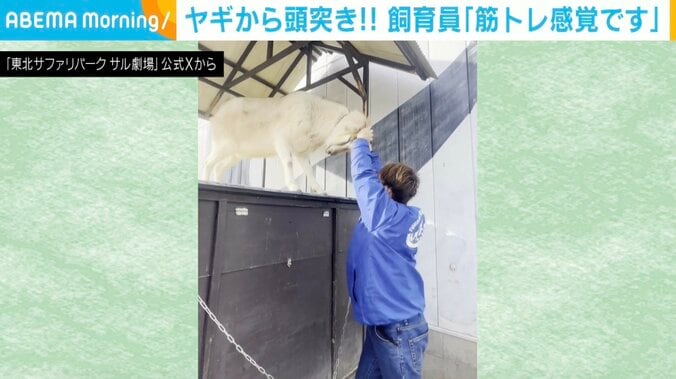 ヤギのごましおくん