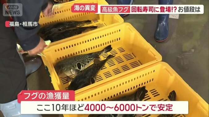 フグの漁獲量は安定