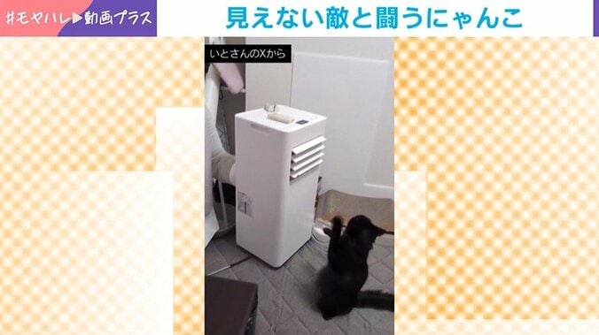保護猫・くまちゃん