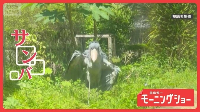 動かない鳥が突然サンバ！？　激しく踊るハシビロコウさん　まさかの華麗ダンス？ 1枚目