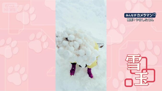 雪だらけだワン