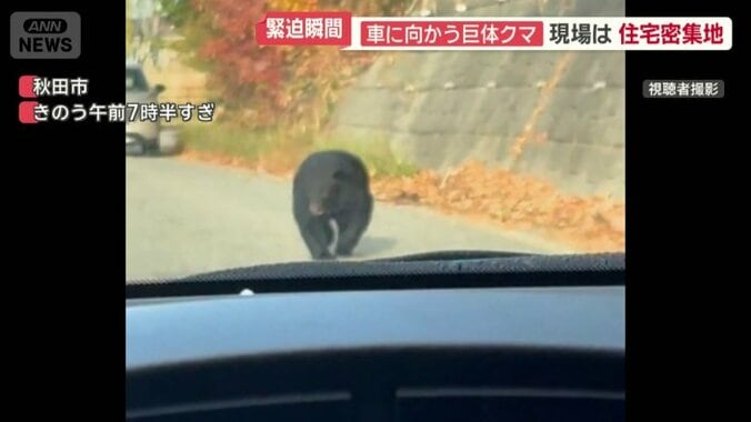車道を歩く1頭のクマ