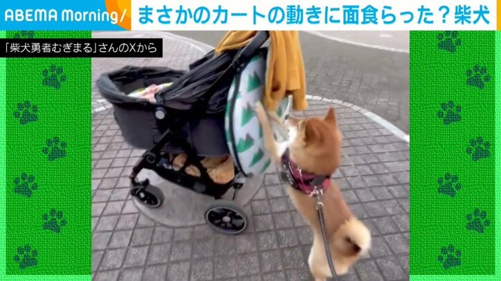柴犬のむぎまるくん（4歳）