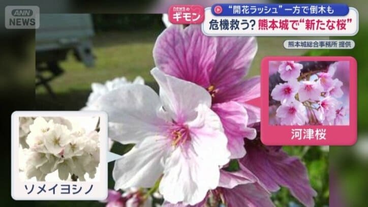 名前のない桜