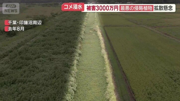 去年8月は数百メートルにわたって繁殖