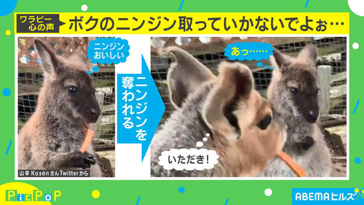 「なぜか親近感」食事中のワラビーを襲った悲劇に反響 投稿主を取材