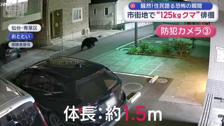 体長はおよそ1.5メートル