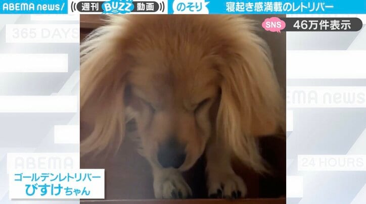 ゴールデンレトリバーの「びすけくん」