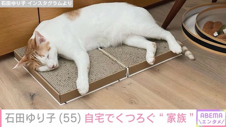 【写真・画像】石田ゆり子（55）、自宅でくつろぐ愛猫を公開「おなかまわりもタプタプに」　2枚目