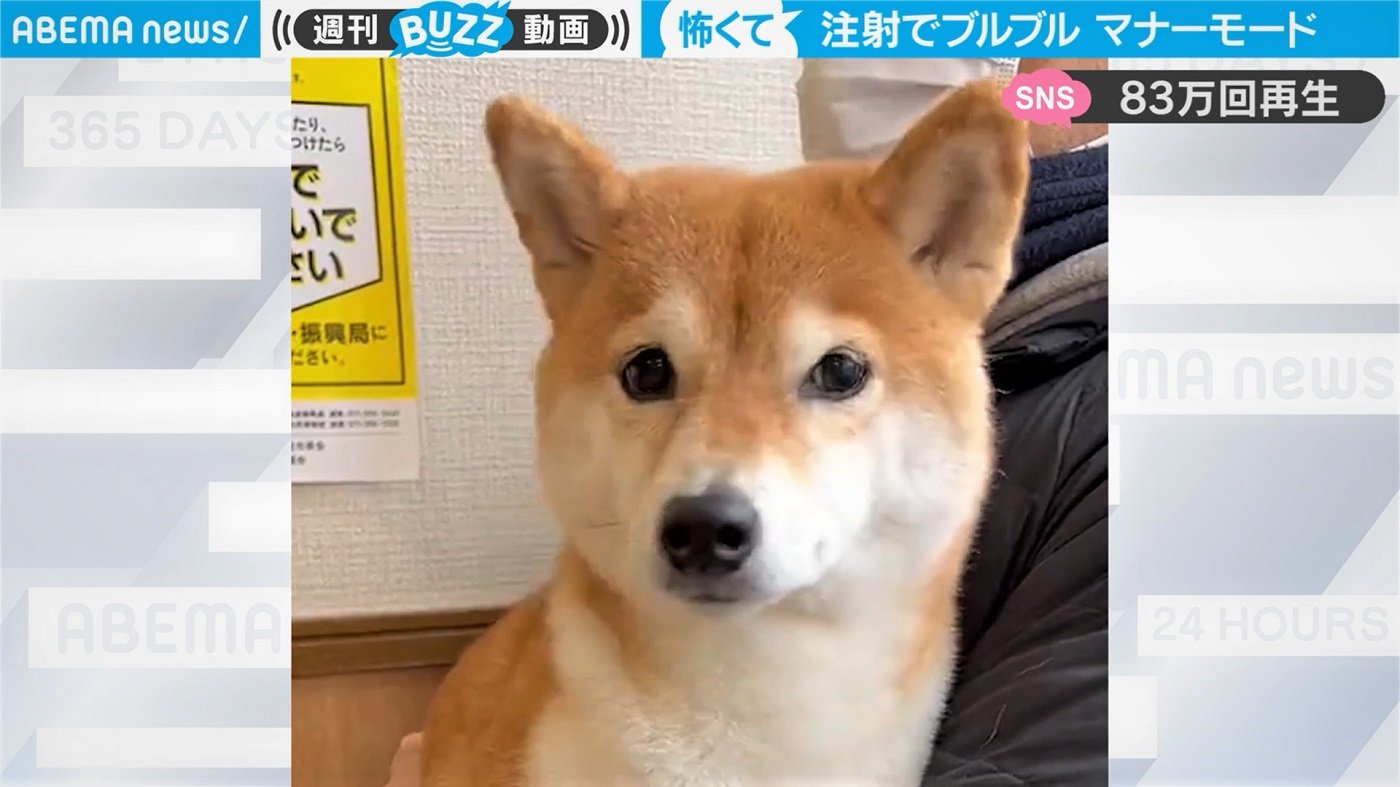 身に迫る恐怖に ガクブル が止まらない柴犬 健気な姿に 震えながら耐えてる姿に泣ける 国内 Abema Times